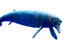 Basilosaurus