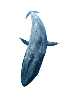 Blue Whale