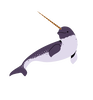 Narwhal