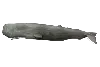 Sperm Whale